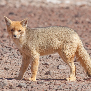 Vulpea Culpeo Lycalopex culpaeus