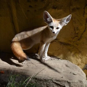 Vulpea Fennec Vulpes zerda