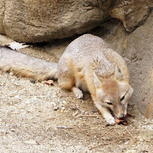 Vulpea Kit Vulpes macrotis