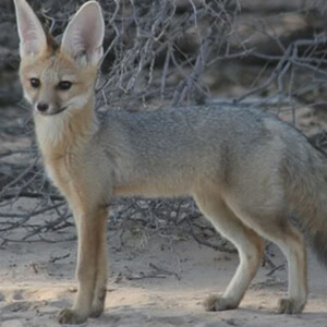 Vulpea Pale Vulpes pallida