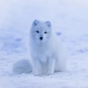 Vulpea Polara Alopex lagopus