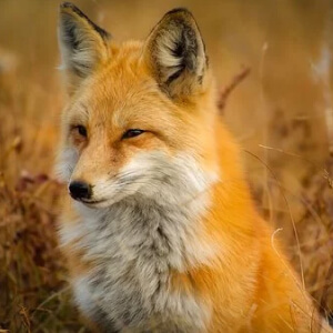 Vulpea Roscata Vulpes vulpes