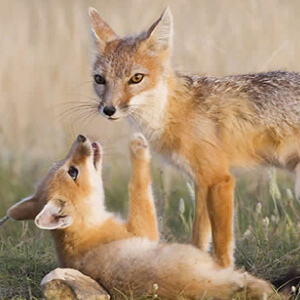 Vulpea Swift Vulpes velox