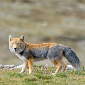 Vulpea Tibetan Sand Vulpes ferrilata