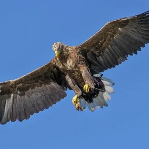 Vulturul Aegypius Monachus