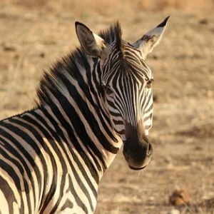 Zebra Equus zebra, Equus quagga